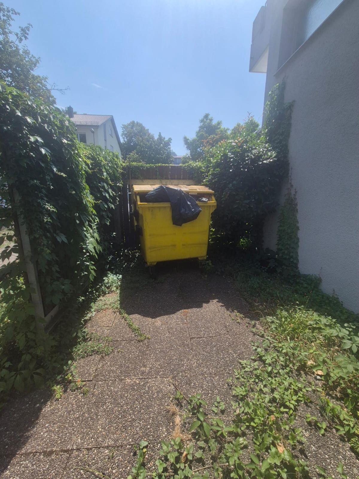 Mülltonnenplatz freigeschnitten – vorher
